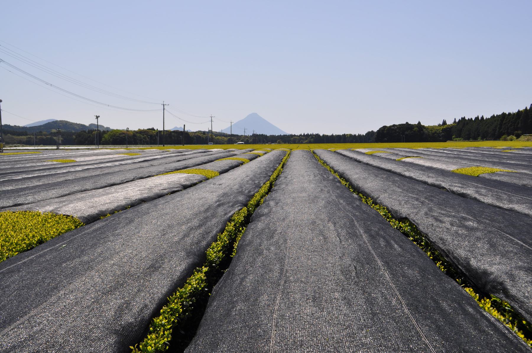Tea fields of southern Satsuma, Kagoshima — looking toward Mt. Kaimon over rows of shaded plants