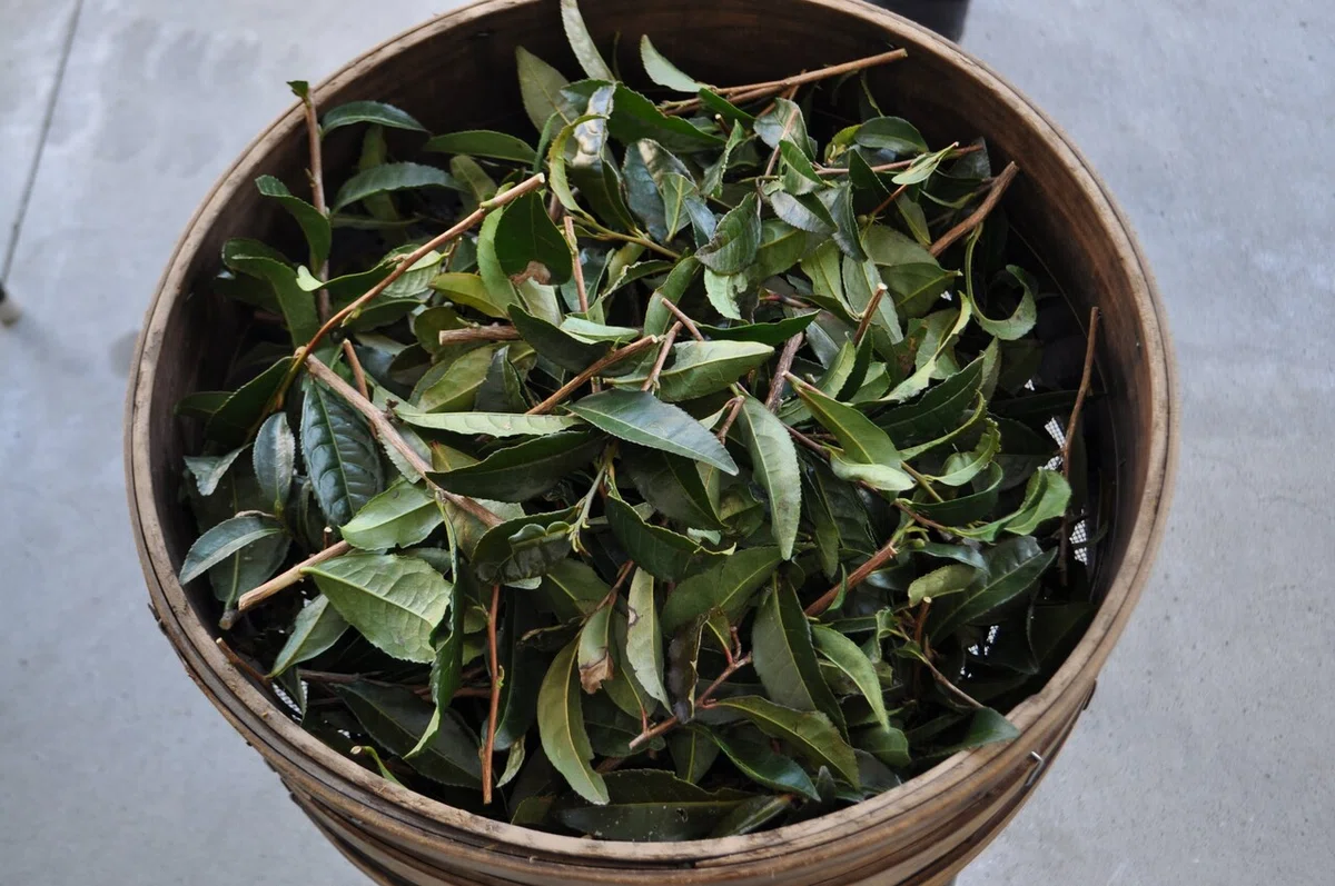 Winter tea (kancha) production in Fukuroi, January 2018 — the field that would later become the Bodai-Sancha base