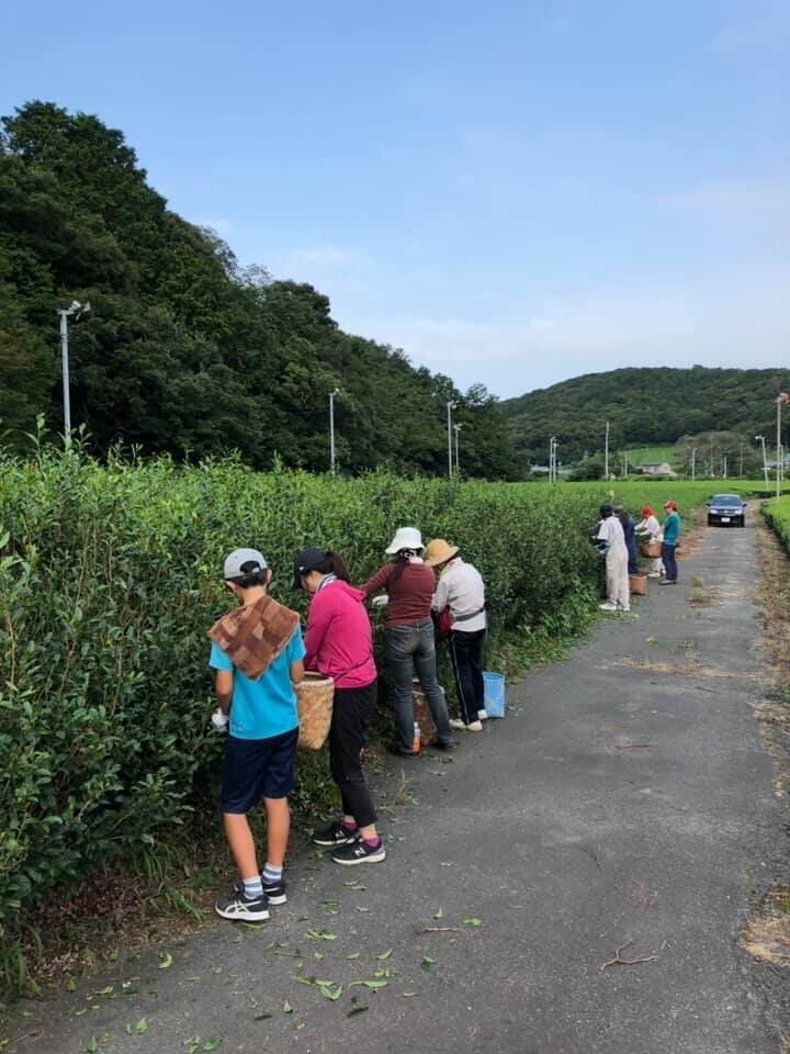 Bancha Research Group members hand-picking tea leaves in August 2019 — Toyosawa, Fukuroi, Shizuoka