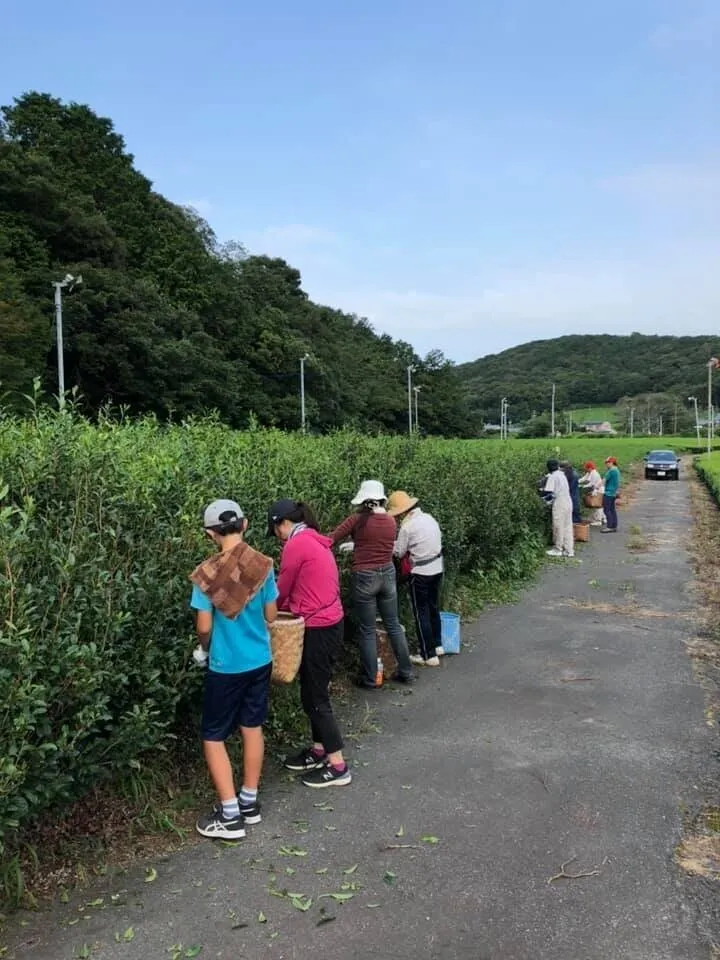 Bancha Research Group members hand-picking tea leaves in August 2019 — Toyosawa, Fukuroi, Shizuoka