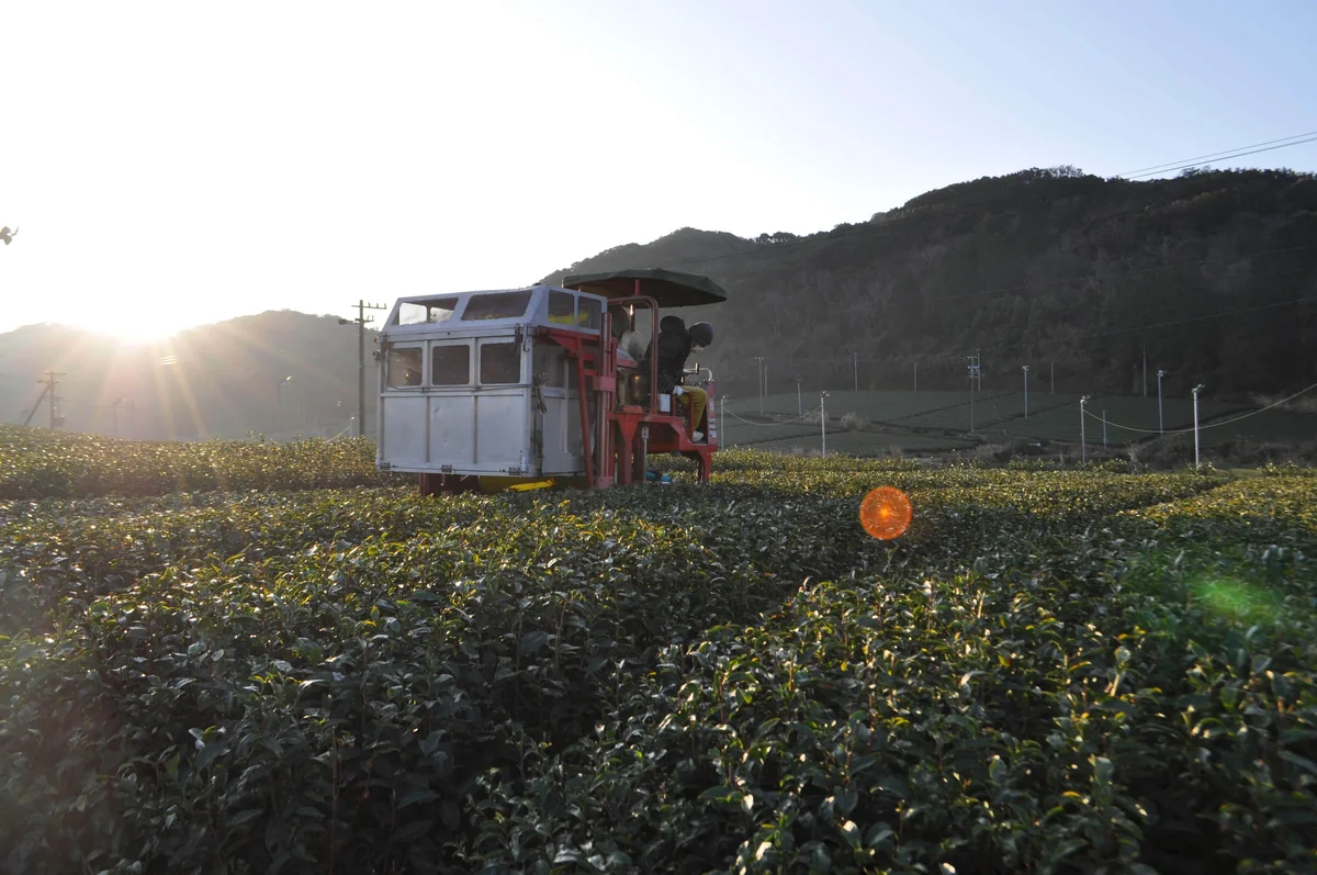 Bodai-Sancha harvest — tea field in Fukuroi, Shizuoka