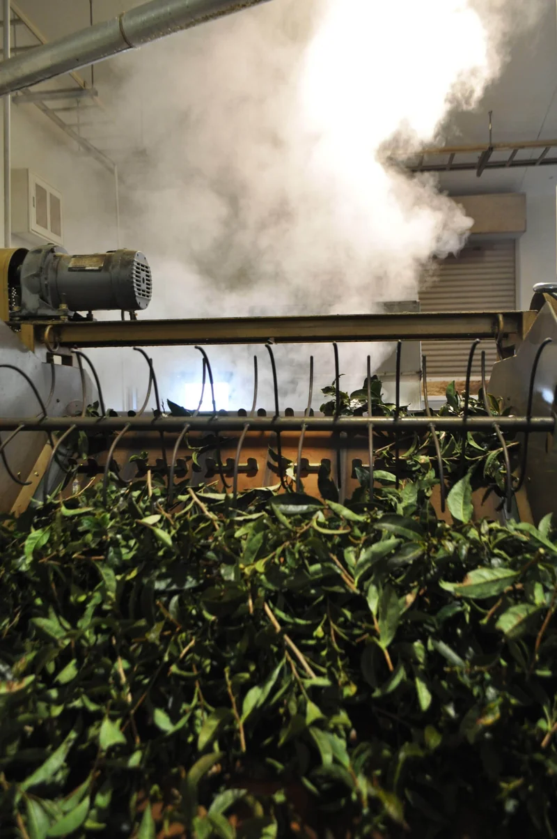 Fresh tea leaves being steamed at Ikeda-en, halting oxidation before fermentation