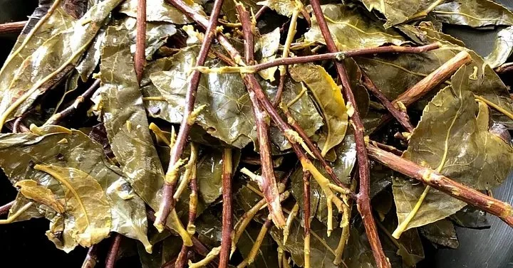 A fermented Bodai-Sancha leaf held against the sky — golden-amber color indicates completed lactic fermentation