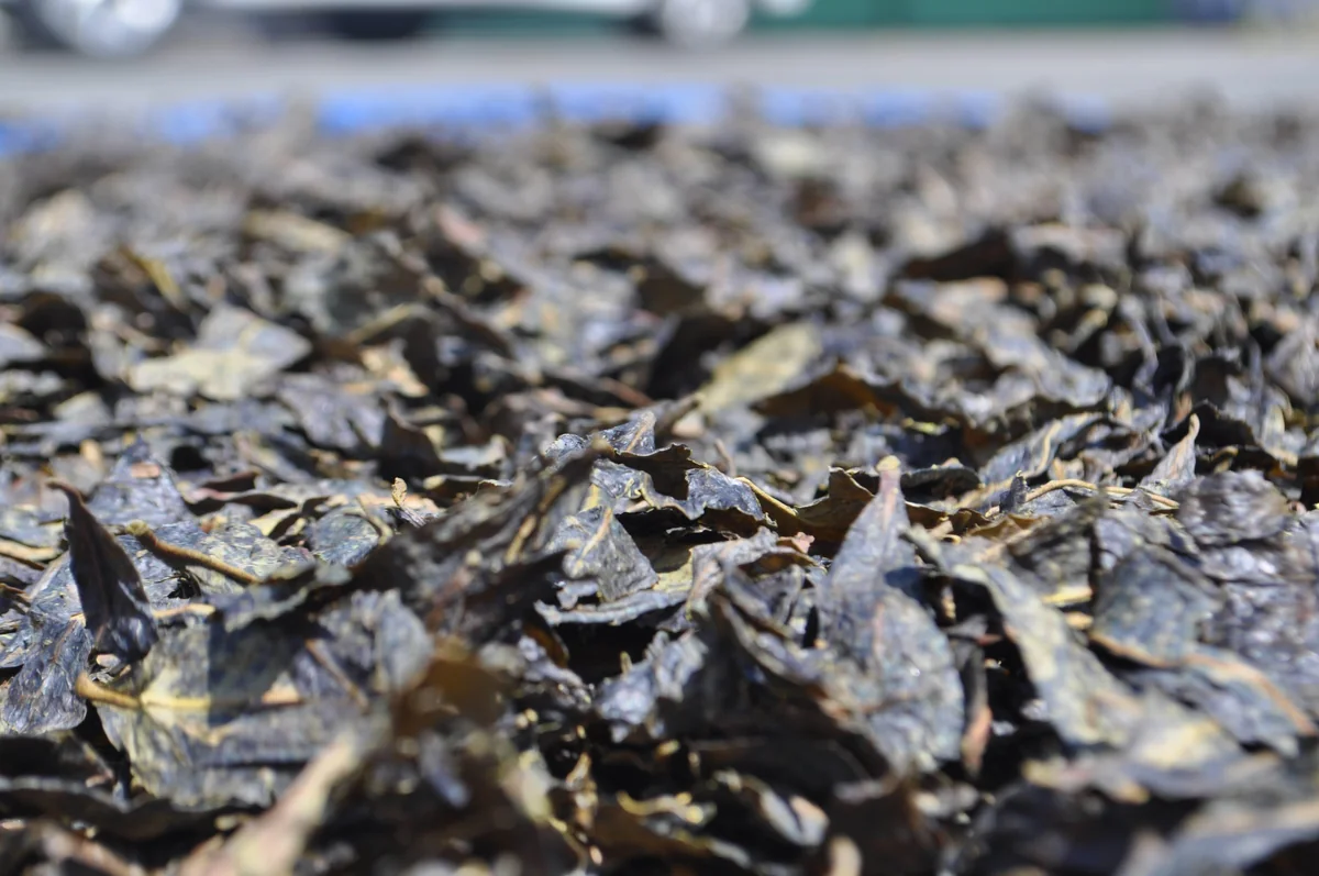 Fermented Bodai-Sancha leaves sun-drying — the finishing step before machine-drying and aging