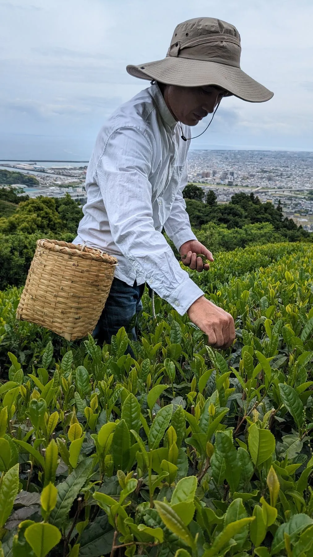 多々良高行、再生した高草山やぶきた畑にて手摘み。眼下に焼津の街並みと駿河湾