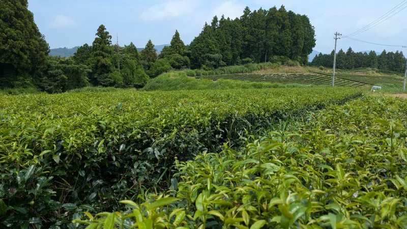 View across the Tenku Farm tea field