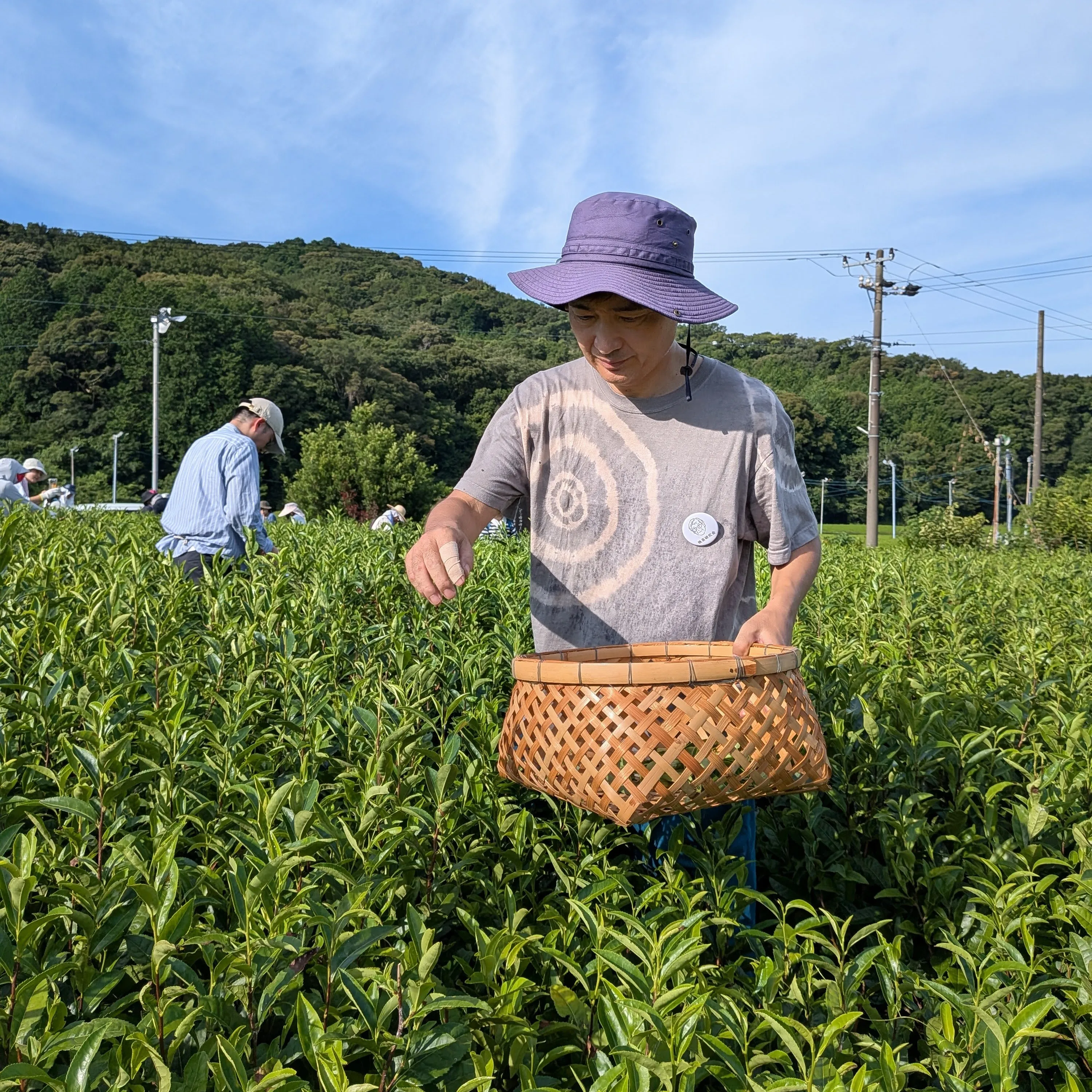 Lactic-fermented bancha workshop — leaves being pressed in the Awa Bancha style