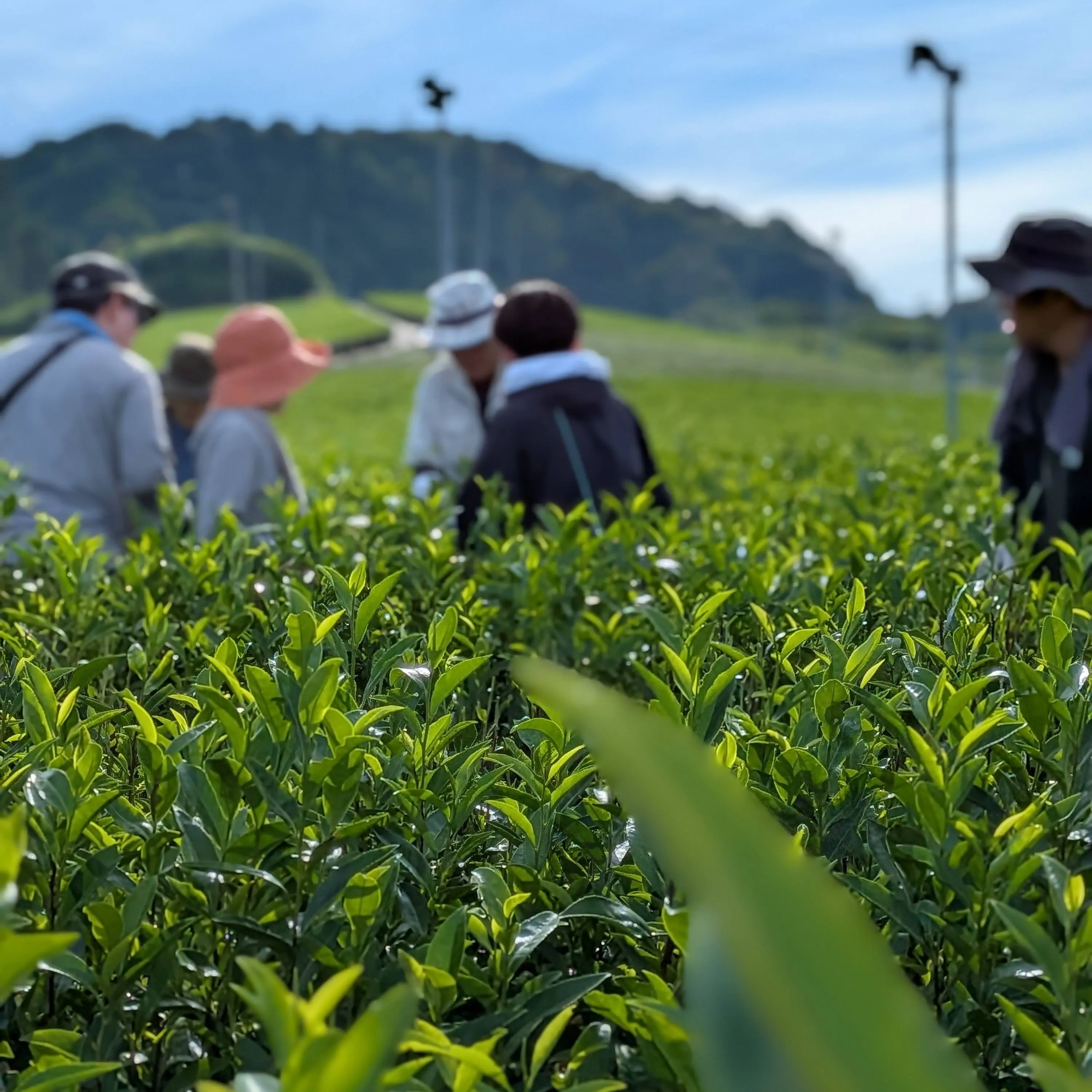 Summer bancha production workshop