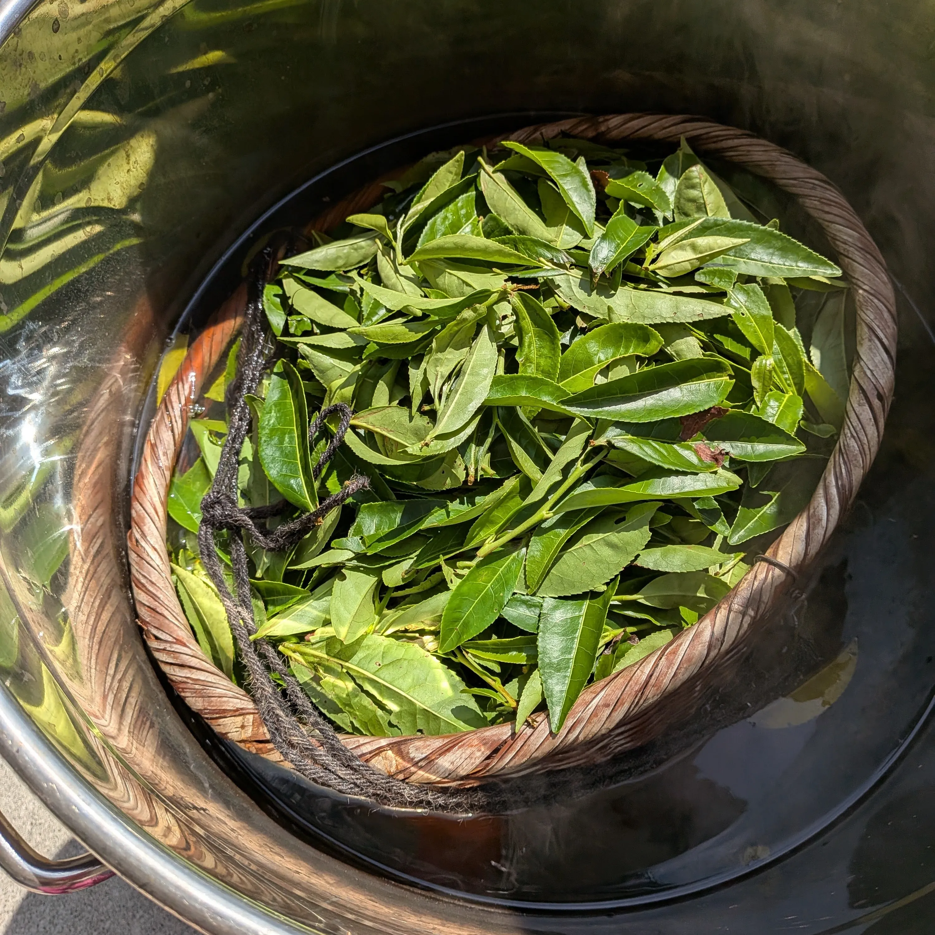 Lactic-fermented bancha in progress