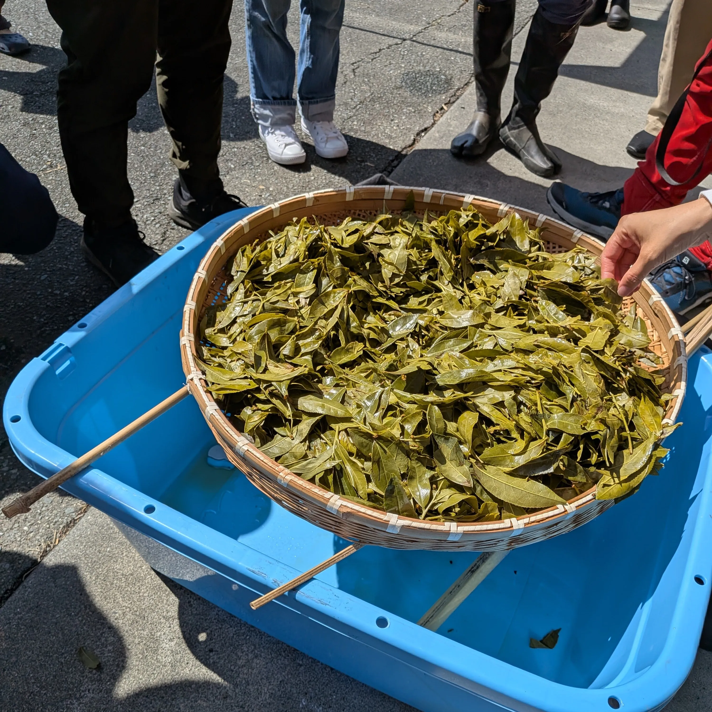 Bancha Research Society summer workshop