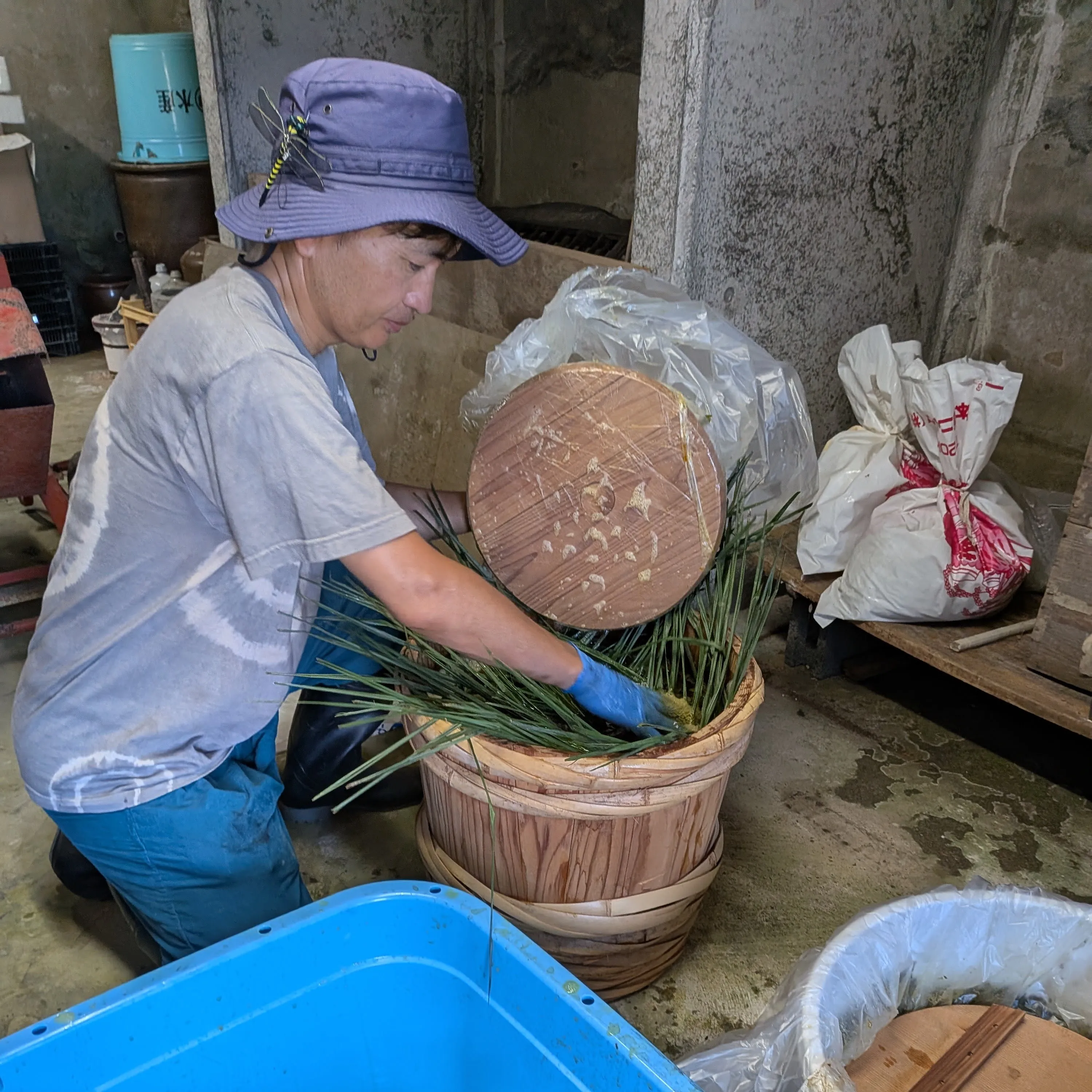Preparing bancha leaves for fermentation