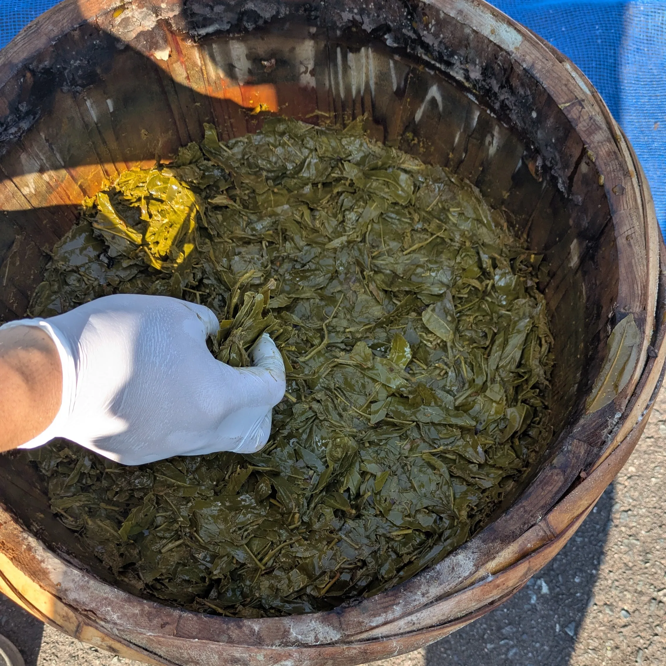 Fermented bancha leaves after processing
