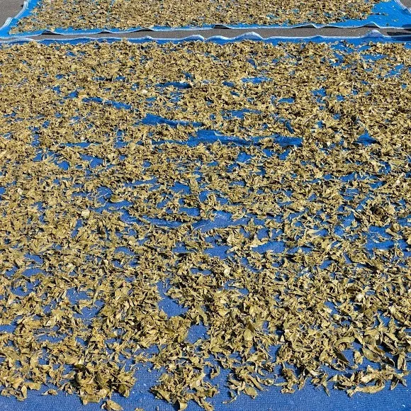 Detail of lactic-fermented bancha