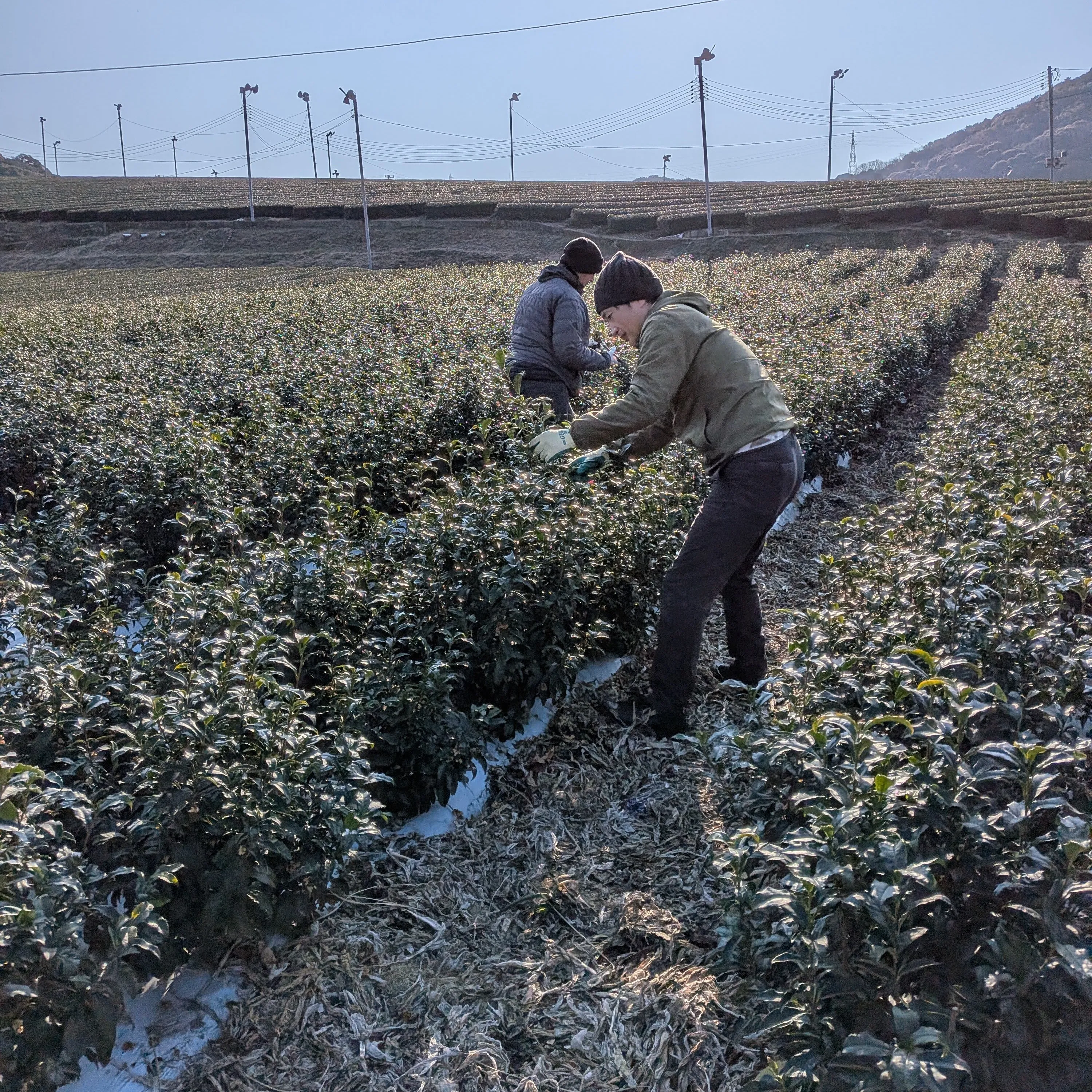 Kancha — winter-harvested bancha leaves