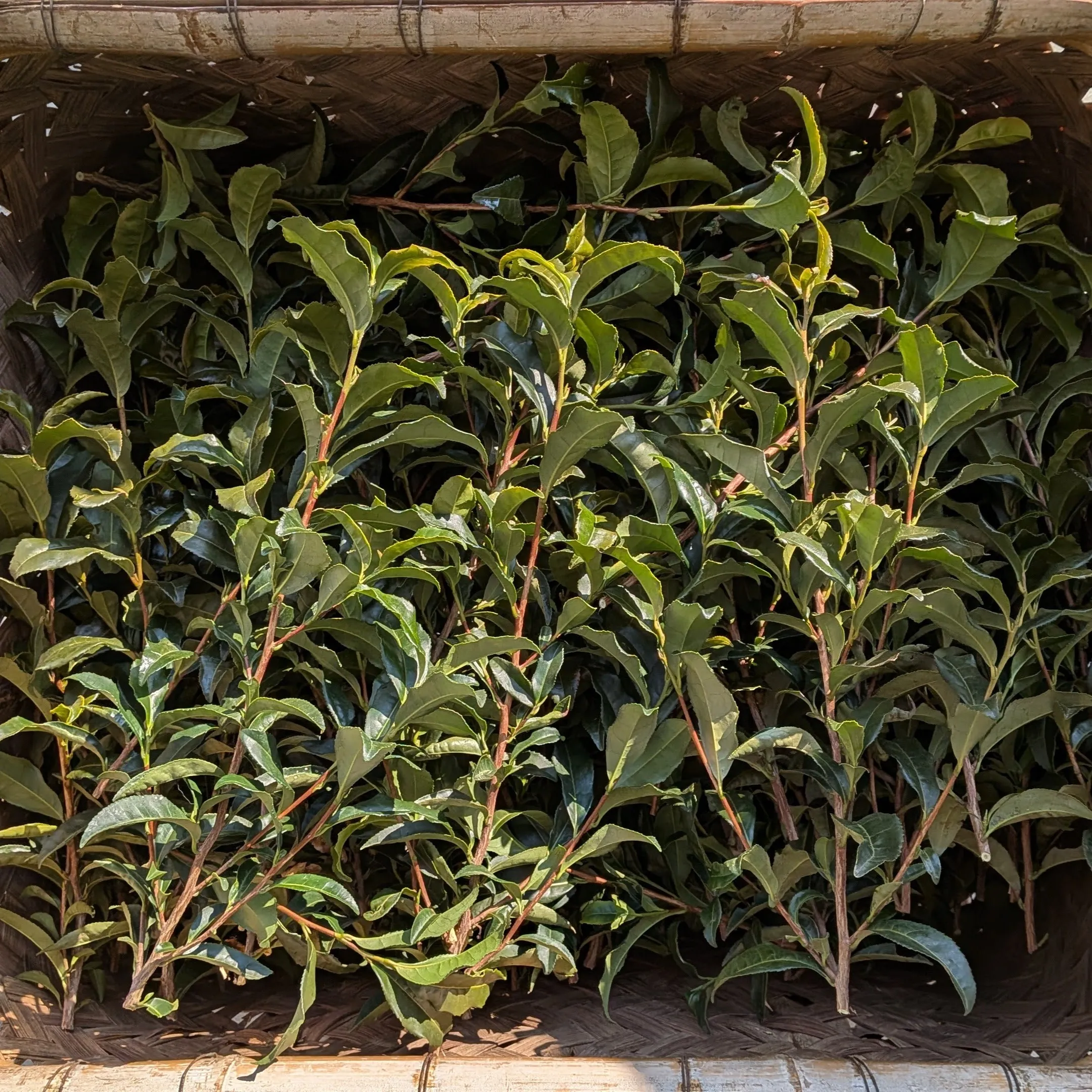 Kancha processing in winter