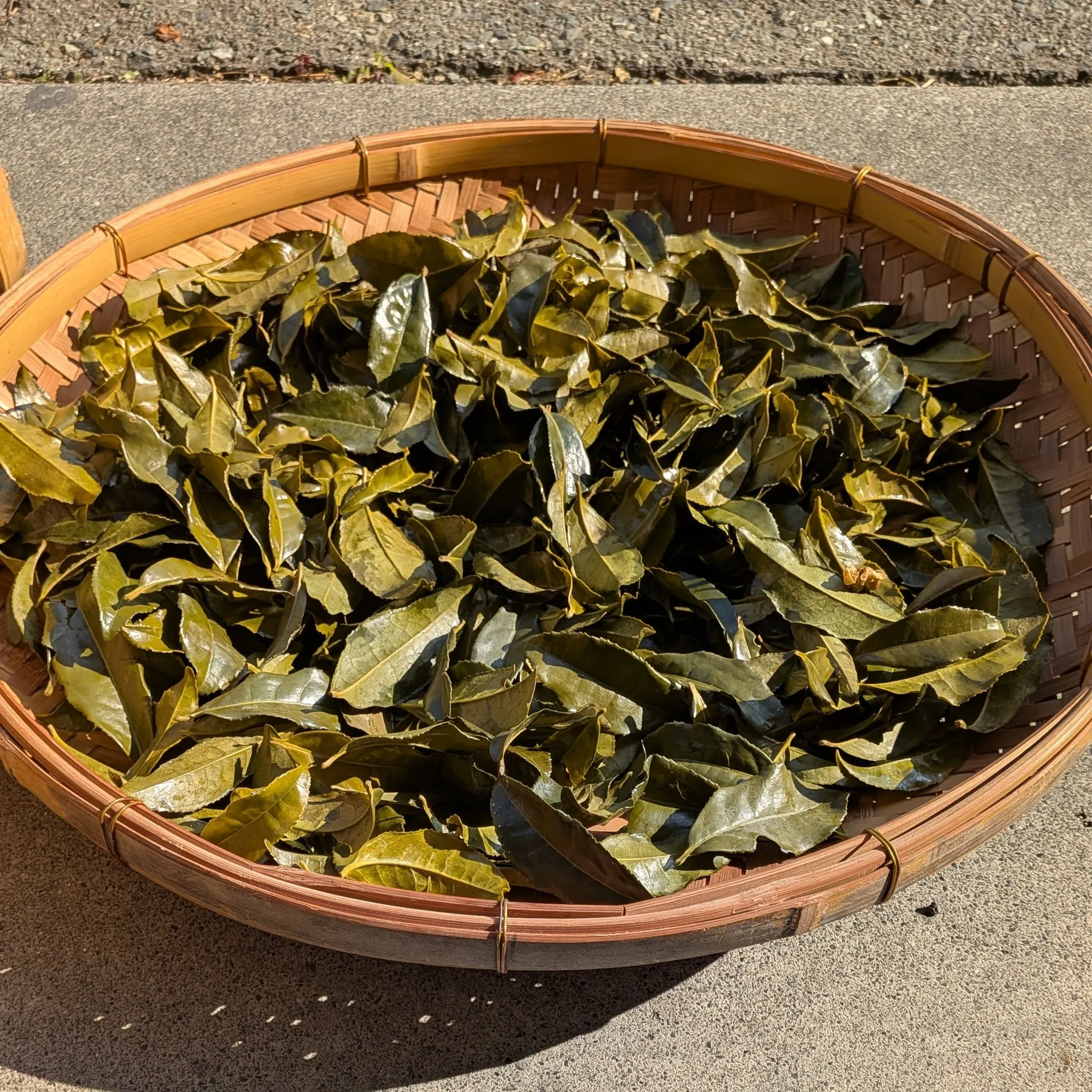 Winter bancha workshop — Kancha production