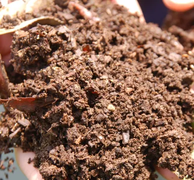 Spent tea leaves returned to Takakusa-yama mountain to become rich soil