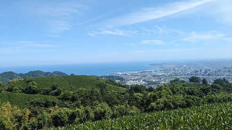 Semi-wild tea field on Takakusa-yama, Yaizu, Shizuoka — Takakusa-yama restoration project