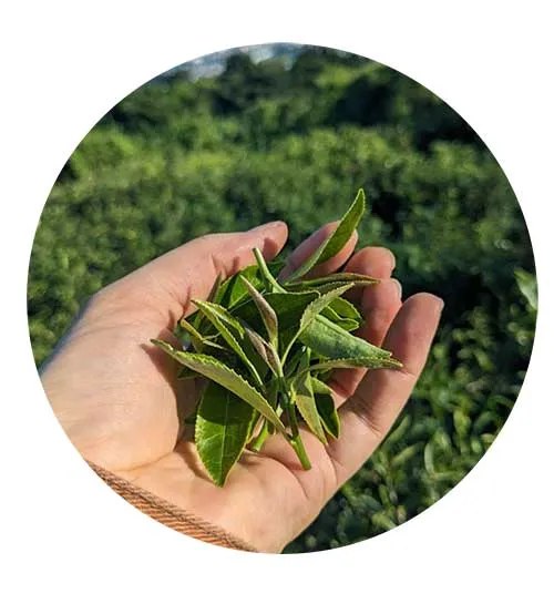 Hand-picked wild tea leaves from Takakusa-yama — no pesticides, no fertilizers